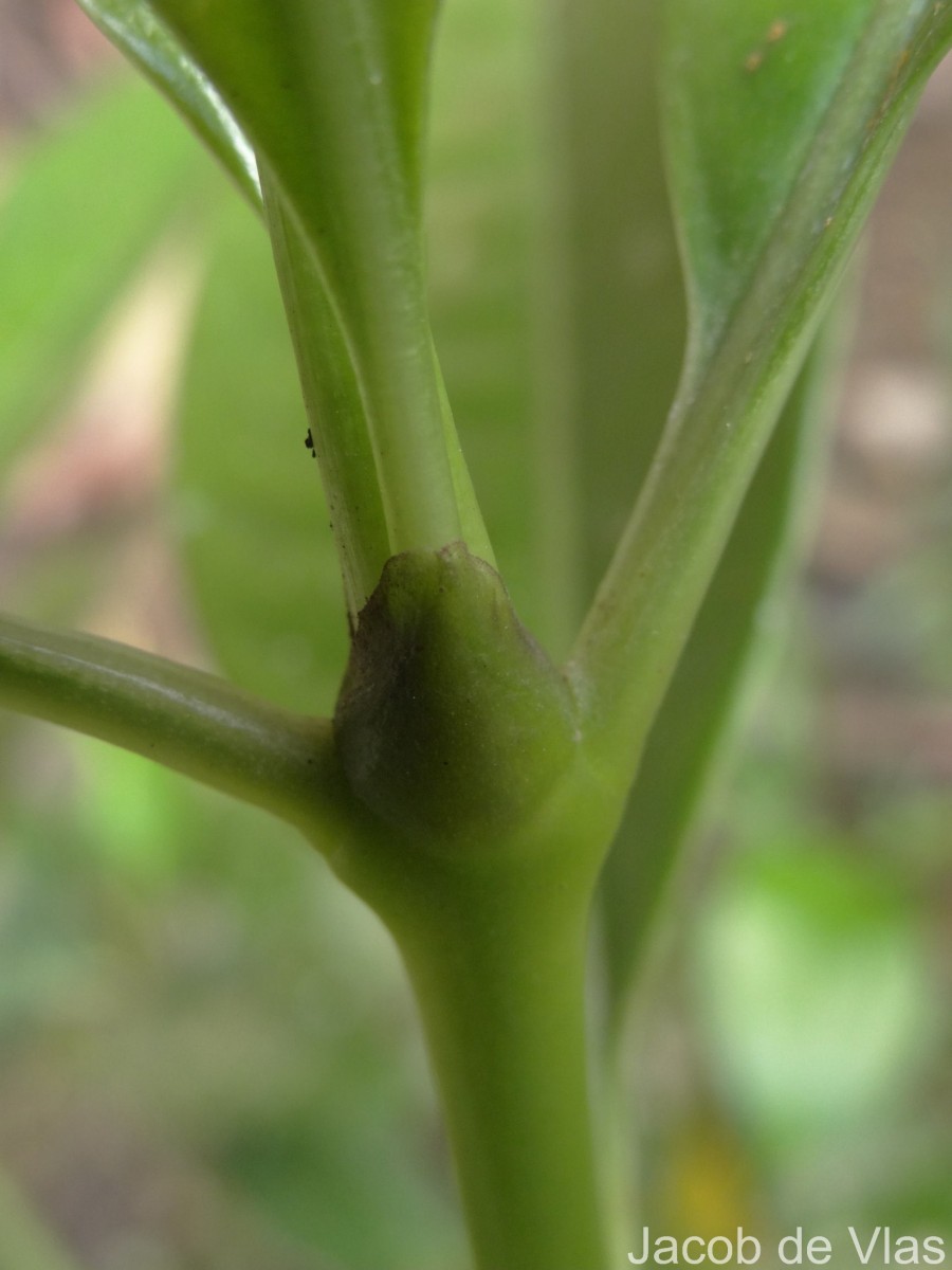 Psychotria nigra var. nigra